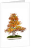 bonsai by Anonymous