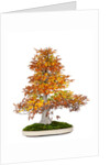 bonsai by Anonymous