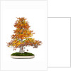 bonsai by Anonymous
