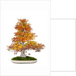 bonsai by Anonymous