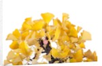 bonsai ginko biloba by Anonymous