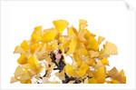 bonsai ginko biloba by Anonymous