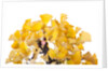 bonsai ginko biloba by Anonymous