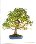 bonsai by Anonymous