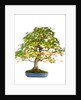 bonsai by Anonymous