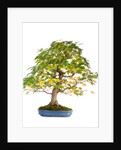 bonsai by Anonymous