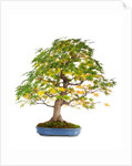 bonsai by Anonymous
