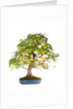 bonsai by Anonymous