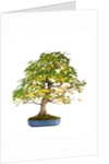 bonsai by Anonymous