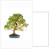 bonsai by Anonymous