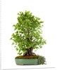 bonsai ginko biloba by Anonymous