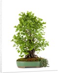 bonsai ginko biloba by Anonymous