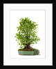 bonsai ginko biloba by Anonymous