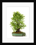 bonsai ginko biloba by Anonymous