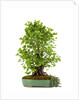 bonsai ginko biloba by Anonymous