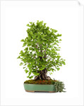 bonsai ginko biloba by Anonymous