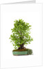 bonsai ginko biloba by Anonymous