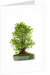 bonsai ginko biloba by Anonymous