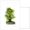 bonsai ginko biloba by Anonymous