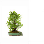 bonsai ginko biloba by Anonymous