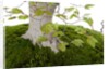 bonsai by Anonymous