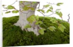 bonsai by Anonymous
