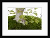 bonsai by Anonymous