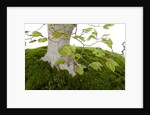 bonsai by Anonymous