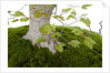 bonsai by Anonymous