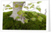 bonsai by Anonymous
