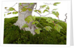 bonsai by Anonymous