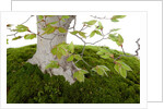bonsai by Anonymous