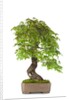 bonsai by Anonymous