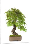 bonsai by Anonymous
