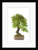 bonsai by Anonymous