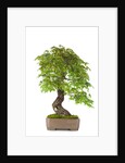 bonsai by Anonymous