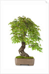 bonsai by Anonymous