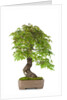 bonsai by Anonymous