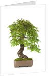 bonsai by Anonymous