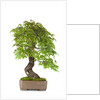 bonsai by Anonymous
