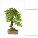 bonsai by Anonymous