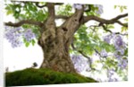 bonsai by Anonymous