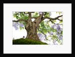 bonsai by Anonymous