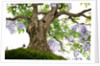 bonsai by Anonymous