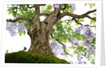 bonsai by Anonymous