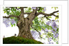 bonsai by Anonymous