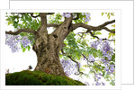 bonsai by Anonymous