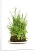 bonsai by Anonymous