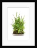 bonsai by Anonymous