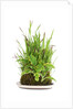 bonsai by Anonymous